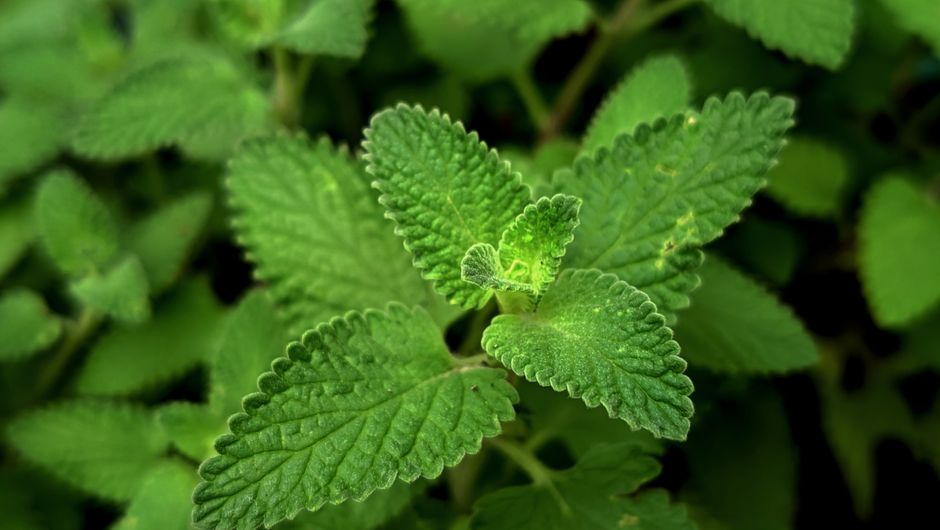 Gut Health Beyond The Marketing: One Habit at a Time